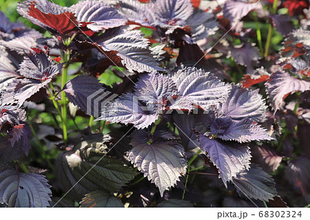 赤シソの畑 赤シソの畑 68302324