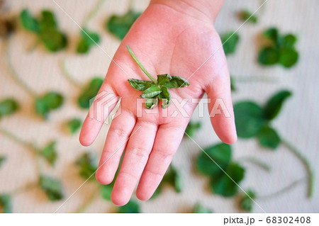 子供の手の平に六つ葉のクローバーの写真素材
