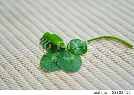 畳に四つ葉 68302410