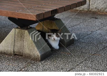 猫　野良猫　避暑　 68302921