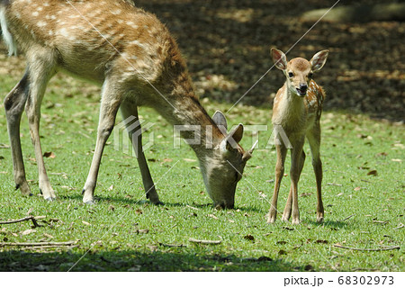 ニホンジカ　雄が草を食べている横で母親を探して鳴いている子鹿 68302973
