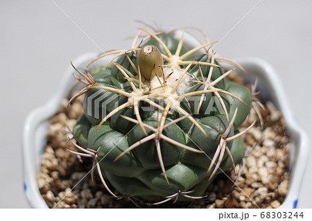 サボテン　象牙丸　種鞘 68303244