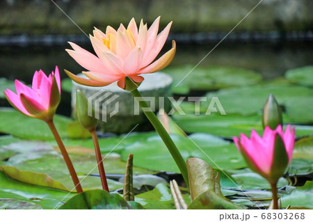 睡蓮 スイレン 水連 68303268