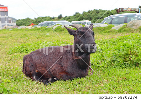 羊 ひつじ ヒツジ 68303274