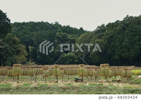 稲干しのある風景・日高市の田んぼ 68303434