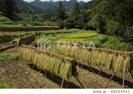 稲干しのある風景・日高市の田んぼ 稲干しのある風景・日高市の田んぼ 68303441