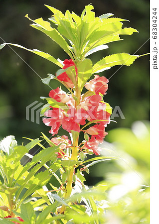 ホウセンカの花 68304244