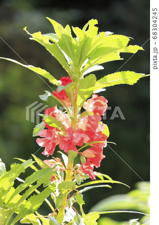 ホウセンカの花 68304245