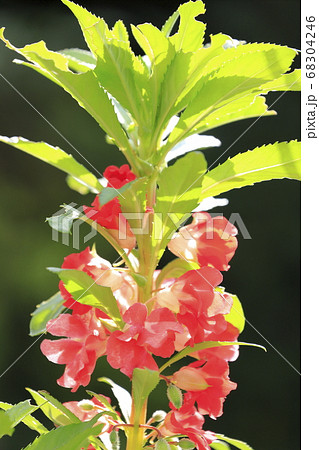 ホウセンカの花 ホウセンカの花 68304246