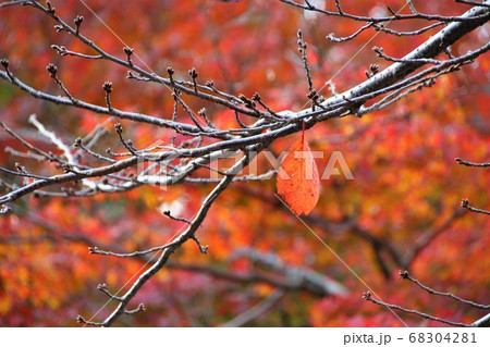 一枚だけ残った枯葉 68304281