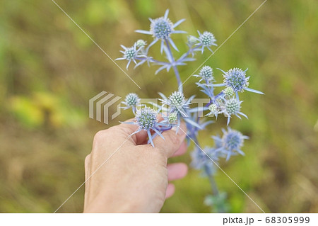 Blue prickly healing plant in wild meadow. Eryngium planum in woman hand 68305999