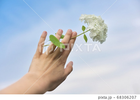 Female hand holding white hydrangea flower on background of blue sky in clouds 68306207