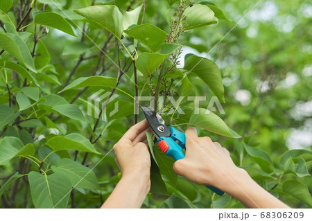 Womans hands with secateurs cutting off wilted flowers on lilac bush 68306209