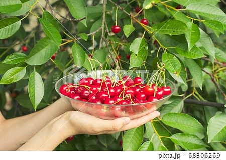 Red ripe cherries in plate in hands of woman Red ripe cherries in plate in hands of woman 68306269