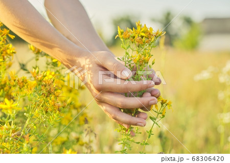 Yellow blooming St. John's wort hypericum in girls hand 68306420