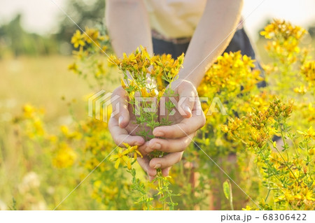 Yellow blooming St. John's wort hypericum in girls hand Yellow blooming St. John's wort hypericum in girls hand 68306422