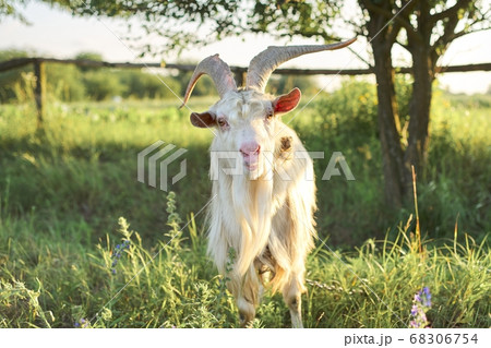 Old horned bearded white goat looks at the camera Old horned bearded white goat looks at the camera 68306754