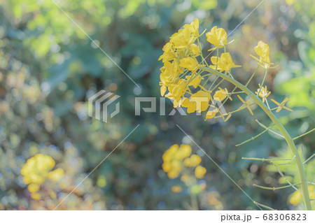 首をかしげる菜の花 首をかしげる菜の花 68306823