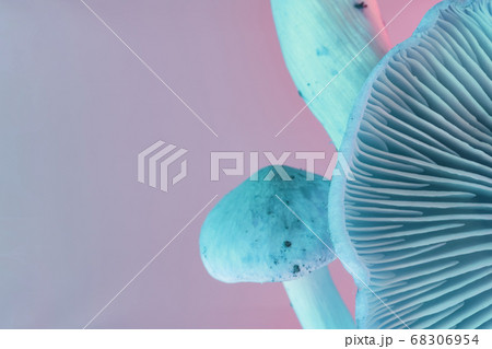 Close up bunch mushrooms color light. Beautiful Close up bunch mushrooms color light. Beautiful 68306954