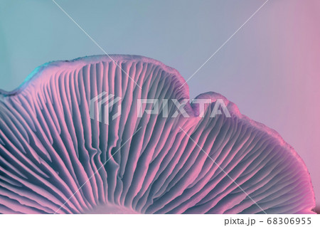 Close up bunch mushrooms color light. Beautiful Close up bunch mushrooms color light. Beautiful 68306955