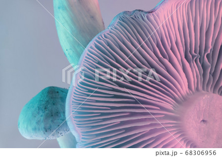 Close up bunch mushrooms color light. Beautiful 68306956
