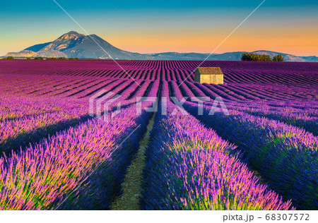 Breathtaking nature landscape with lavender fields in Provence, Valensole, France Breathtaking nature landscape with lavender fields in Provence, Valensole, France 68307572