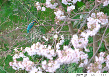 桜の咲く河川敷に現れた翡翠 68308443