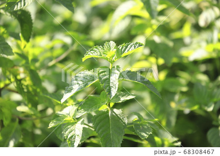 ハッカ(シソ科) ハッカ(シソ科) 68308467