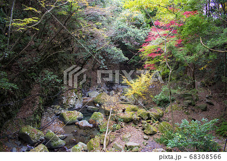 牛滝山の紅葉 68308566
