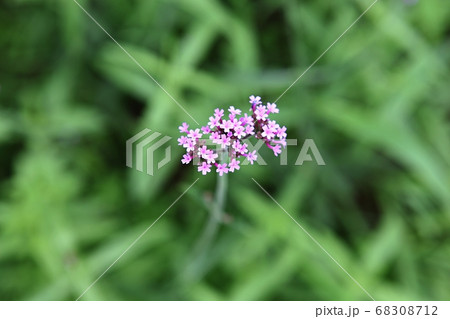 植物 花 自然 68308712