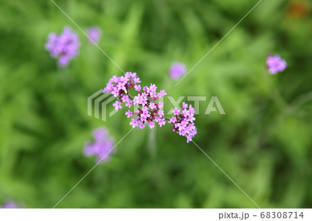 植物 花 自然 68308714