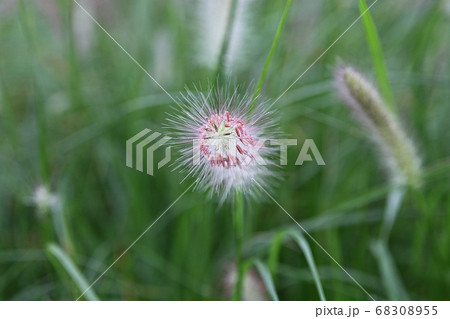 エノコログサ 花 植物の写真素材 6055