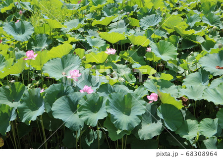 真夏の蓮の花の写真素材 6064