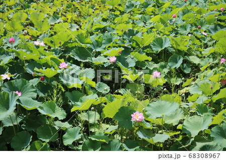 真夏の蓮の花の写真素材 6067