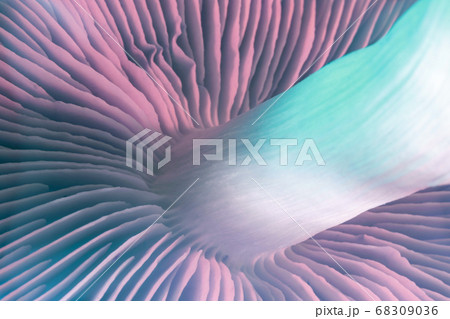 Close up bunch mushrooms color light. Beautiful Close up bunch mushrooms color light. Beautiful 68309036