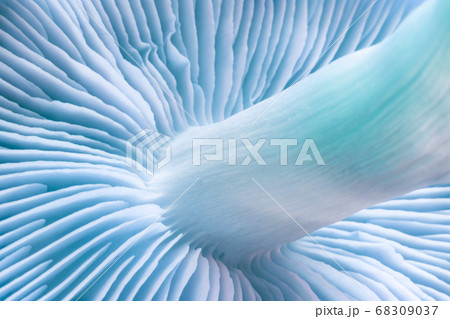 Close up bunch mushrooms color light. Beautiful Close up bunch mushrooms color light. Beautiful 68309037