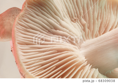 Close up bunch mushrooms color light. Beautiful Close up bunch mushrooms color light. Beautiful 68309038