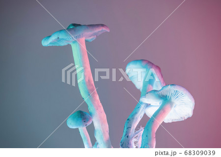 Bunch mushrooms plant color light. Beautiful plant 68309039