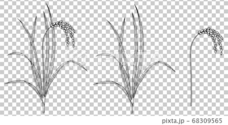 ペンで描いた稲の素材 68309565