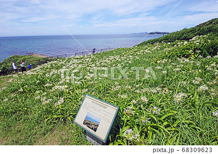 青い海と夏井ヶ浜ハマユウ自生群落遊歩道を歩く人 青い海と夏井ヶ浜ハマユウ自生群落遊歩道を歩く人 68309623