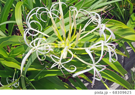 海辺に咲く白いハマユウの花アップ 海辺に咲く白いハマユウの花アップ 68309625