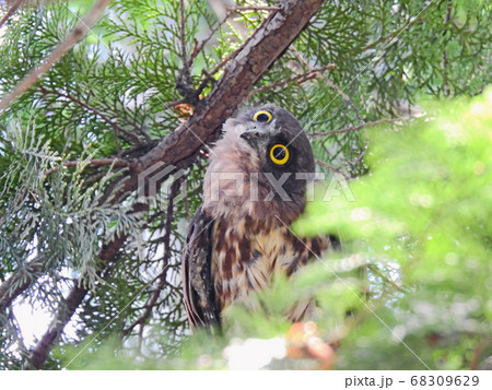 樹上にいる黄色い虹彩のアオバズクの子供 樹上にいる黄色い虹彩のアオバズクの子供 68309629