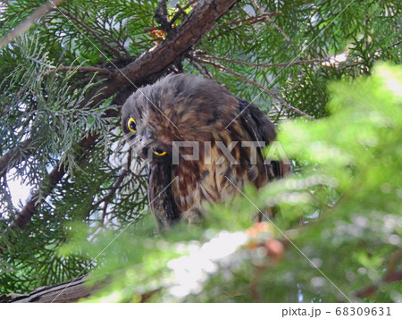 樹上で首を傾げるかわいいアオバズクの子供 樹上で首を傾げるかわいいアオバズクの子供 68309631
