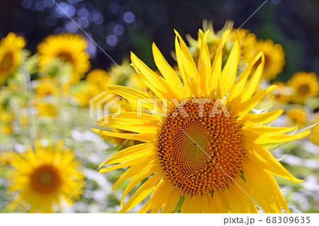 真夏に咲く大輪の黄色いヒマワリの花 真夏に咲く大輪の黄色いヒマワリの花 68309635