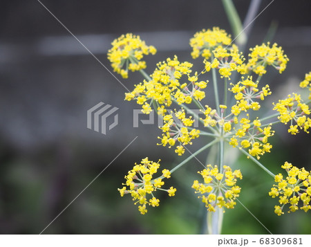 フェンネルの花 フェンネルの花 68309681
