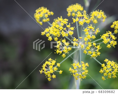 フェンネルの花 フェンネルの花 68309682