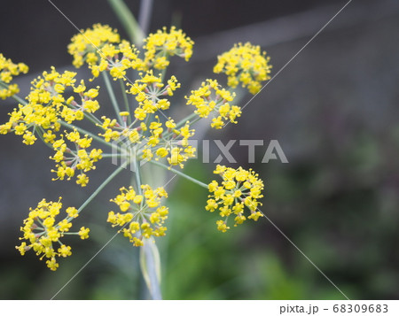 フェンネルの花 フェンネルの花 68309683