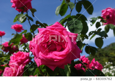 バラ 薔薇 ばら バラ 薔薇 ばら 68309762