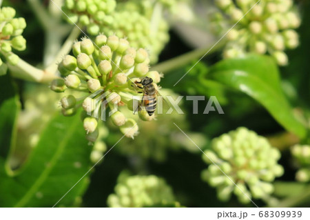 ヤツデの実にて蜜を採集するミツバチ ヤツデの実にて蜜を採集するミツバチ 68309939