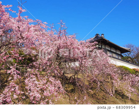 お寺にある垂れ桜 68309954